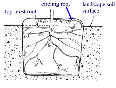 circlingroot.JPG: 