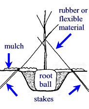 figure1.JPG: 