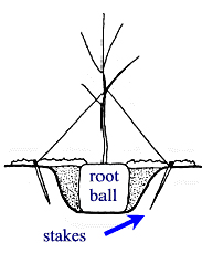 figure2.JPG: 