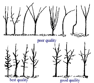 goodqualitytree2.JPG: 