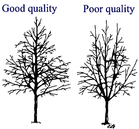 goodqualitytree3.JPG: 