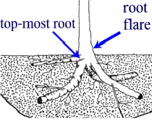 topmostroot.JPG: 