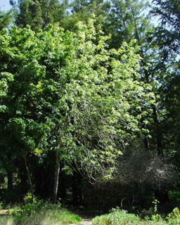 Oregon Ash